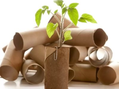No tires los rollos de papel higiénico: aprendé a usarlos para que tus plantas crezcan hermosas y sanas