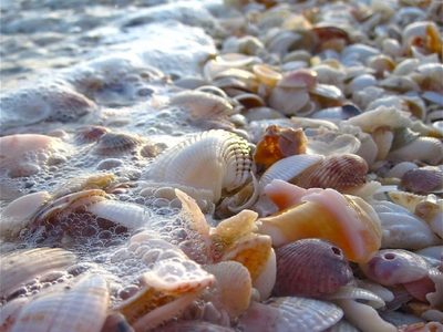Desempolvá los caracoles que trajiste de la playa: creá la lámpara más hermosa que les encantará a tus chicos