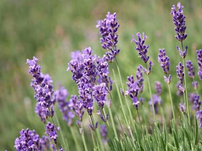 Mi Lavanda está fea y leñosa: el consejo de los expertos jardineros para que en primavera explote de flores