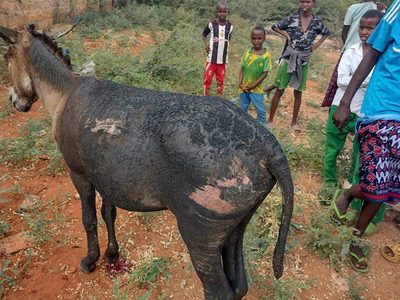 Carreta tirada por dos burros explota y causa muerte de un policía