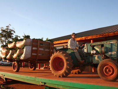 ¿Será un lujo tomar mate? Los productores de yerba reclaman una actualización en los precios
