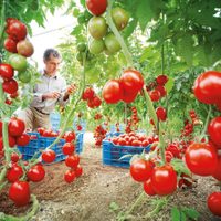 Rescatan tomates criollos y hoy ocupan el podio de los más sabrosos