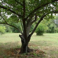 La planta que crece como árbol y es perfecta para ofrecerle sombra a tu jardín en este verano tan agobiante