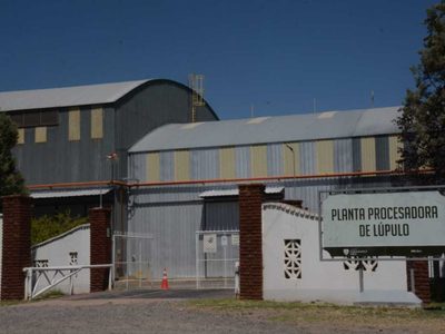Quilmes pretende tener en Fernández Oro su mayor plantación de lúpulo del país