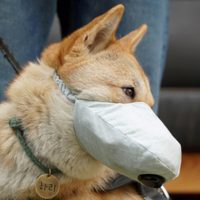 Murió el primer perro contagiado por coronavirus tras haber estado en cuarentena