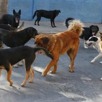 Un grupo de vecinos marcharán por la superpoblación de perros y gatos en Neuquén
