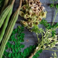La increíble planta que está de moda y que es un tesoro para tu salud: cómo usarla para tu beneficio
