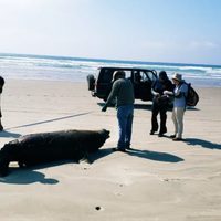 El misterio de la muerte de 137 lobos marinos en las costas de Baja California Sur