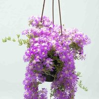 La planta de moda buena, bonita y barata que necesita todo principiante para decorar su jardín en primavera
