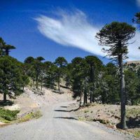 Ruta 23 escénica en Neuquén: el recorrido entre lagos y araucarias que conquista a los viajeros