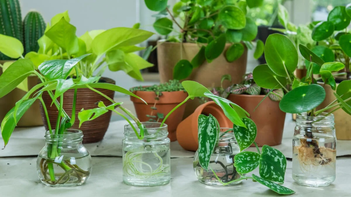 Plantas. Fuente: (X)