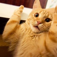 Furor en las redes por un gato “volador” en el Alto Valle