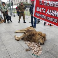 Llevan un león muerto a protesta frente a la Presidencia de Chile