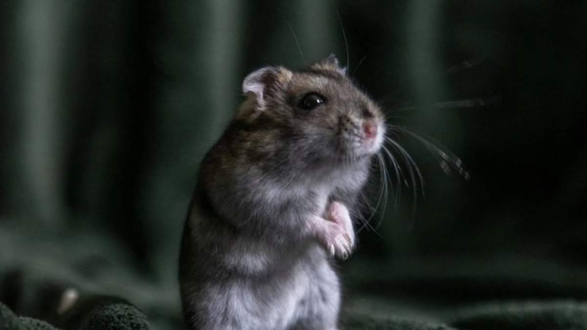 ClayRat, el 'spyware' para Android se hace pasar por apps populares como WhatsApp, Google Fotos, TikTok y YouTube