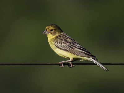 Curiosidades sobre el Misto: el ave que se reúne en grandes bandadas en invierno y arma sus nidos en el suelo