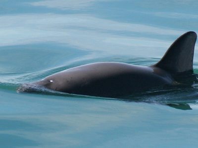 México intenta evitar sanciones por situación de la vaquita marina