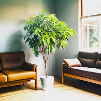 El ficus que seguro no conocías y que tiene unas hojas hermosas que son tendencia en decoración