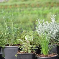 3 plantas aromáticas que son un tesoro: indispensables para cocinar, requieren poco cuidado y no se marchitan fácil