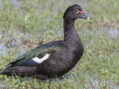Curiosidades sobre el Pato criollo, el ave doméstica que dio origen a la famosa frase: "un paso y una..."