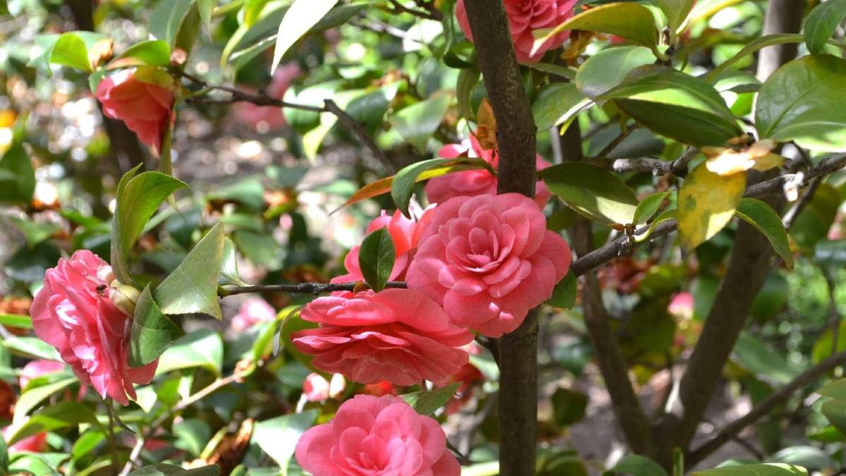Camelia. Fuente: (Instagram)