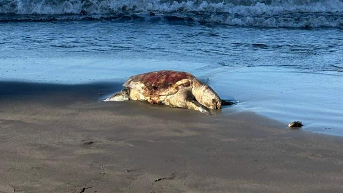 El derrame de petróleo se extendió en Tamiahua, Tuxpan, y Cazones, afectado el Corredor Arrecifal del Suroeste del Golfo de México