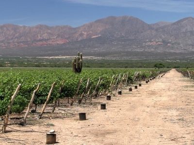 Proyectan construir la bodega más alta del mundo en Catamarca