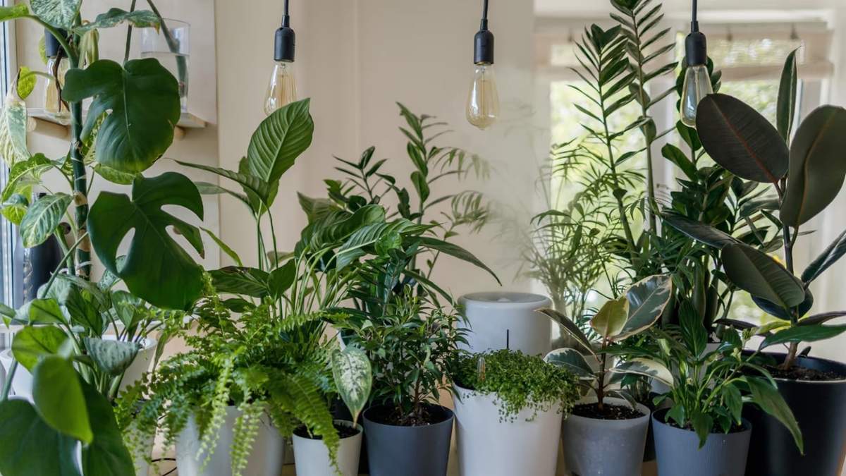 Plantas. Fuente: (X)