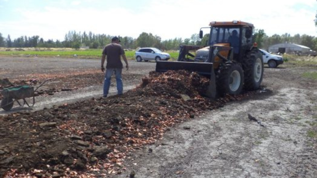 Excedente de cebolla para fertilizante natural.
Fuente: Prensa UNCo