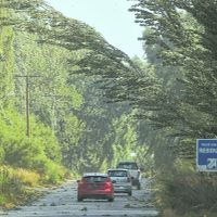 Atención Río Negro y Neuquén: advertencia por fuertes ráfagas