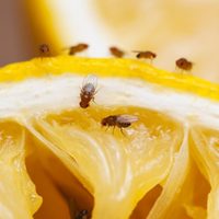 Consejos para eliminar las mosquitas de la fruta y de la cocina