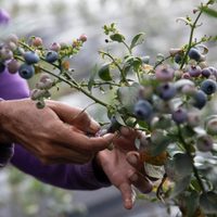 De la verdulería a tu huerta: la técnica que no falla para plantar arándanos y lograr una planta rozagante en tu jardín