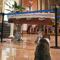 Murió un cura en Neuquén y su gato "Pascual" fue al velorio a despedirse