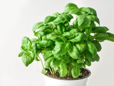 Cultivar las plantas de albahaca que traés del supermercado es posible gracias a estos consejos de los expertos que no fallan