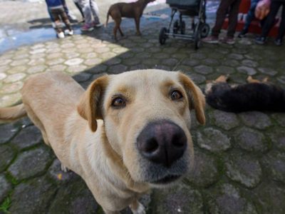 PVEM busca regular criaderos de perros y gatos, y prohibir su venta en tianguis