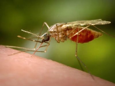 EU emite alerta sanitaria por casos de malaria en Florida y Texas