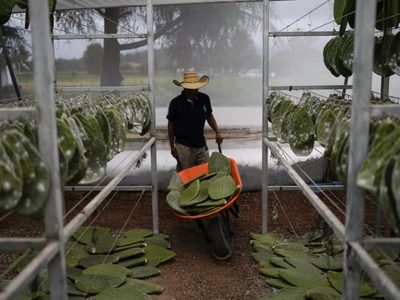 Familia poblana preserva la producción tradicional del tinte rojo intenso de la cochinilla mexicana