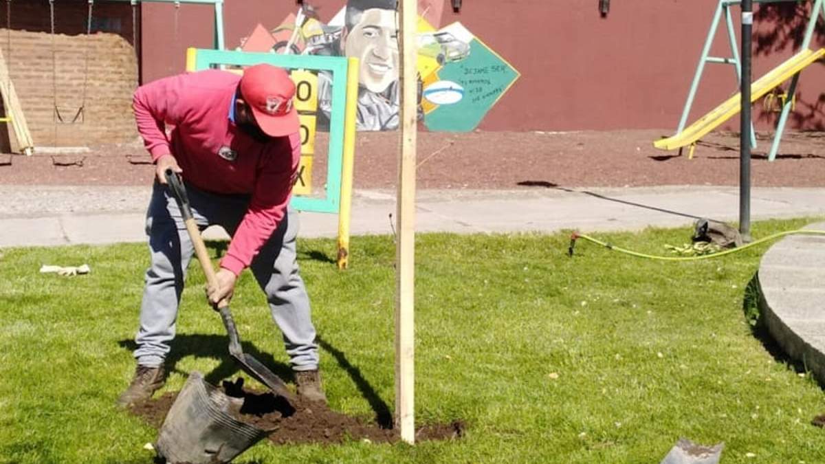 Colocación de nuevas plantas en lugares públicos de Zapala. Fuente: (Twitter).