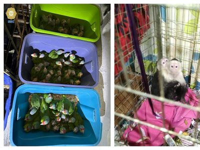 Rescatan más de mil 500 animales en cuatro cateos en Iztapalapa