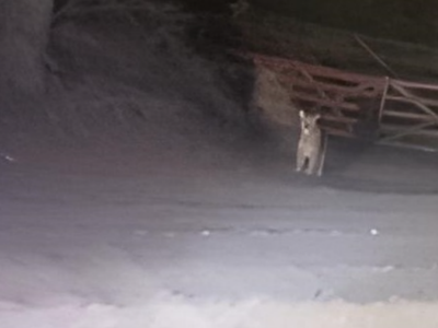Captaron la presencia de un puma en el Paraje El Verde de Moquehue