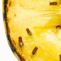 Sin químicos y con 4 ingredientes: mirá cómo eliminar las molestas mosquitas de la fruta en minutos