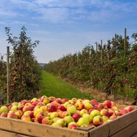 Una plaga detectada en Cipolletti podría afectar la exportación de fruta producida en la región
