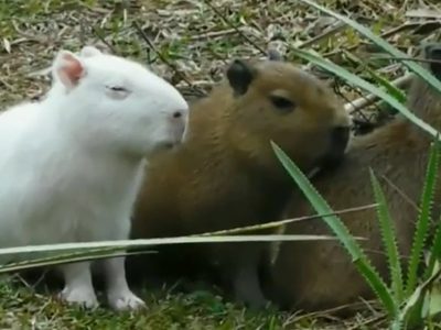 La historia detrás del carpincho albino que se volvió viral