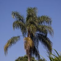 La planta de estilo tropical que es muy fácil de reproducir y le dará una onda de verano a tu jardín