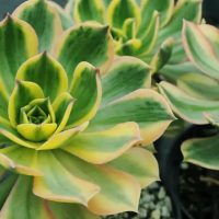 La colorida suculenta de interior que se destaca por su belleza y versatilidad: por qué los jardineros la aman