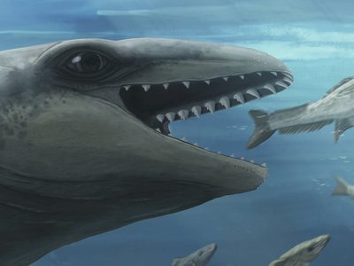 Científicos descubren una ballena antigua con cara de Pokémon y mordida de depredador