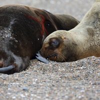 Argentina en alerta por brote de gripe aviar en lobos marinos