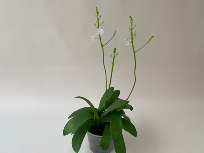 Orquídea Doritis pulcherrima: la hermosa variedad que se puede encontrar en la naturaleza
