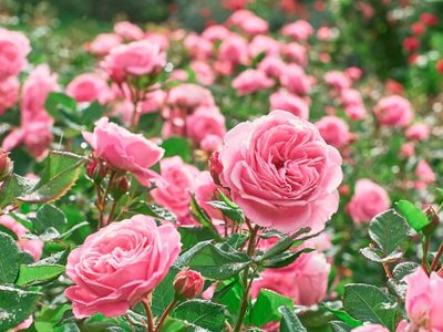 La rosa trepadora, sin espinas y muy perfumada que es una joya para tu jardín: mirá cómo cuidarla
