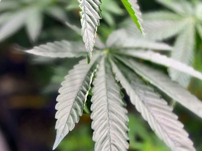 Trump firma una orden para relajar las restricciones contra la mariguana medicinal
