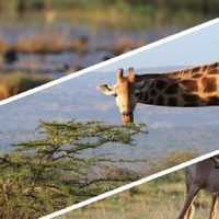 'Extremadamente grave” la pérdida acelerada de especies en el planeta: UNAM